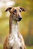 DOG 14 JE0014 01
Head Shot Of Magyar Agar Sitting