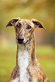 DOG 14 JE0015 01
Head Shot Of Magyar Agar Sitting