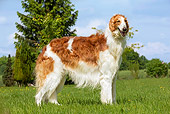 DOG 14 JE0016 01
Borzoi AKA Russian Wolfhound Standing On Grass