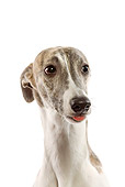 DOG 14 JE0017 01
Head Shot Of Greyhound Whippet Sitting On White Seamless