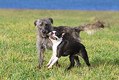 DOG 14 JE0018 01
Scottish Deerhound And Boston Terrier Playing On Grass By Water