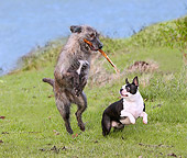 DOG 14 JE0019 01
Scottish Deerhound And Boston Terrier Playing On Grass By Water