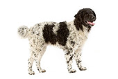 DOG 14 JE0020 01
Frisian Water Dog Standing On White Seamless Profile