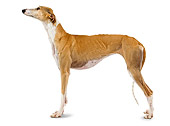 DOG 14 JE0021 01
Spanish Greyhound Standing On White Seamless Profile