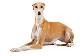 DOG 14 JE0022 01
Spanish Greyhound Laying On White Seamless
