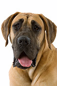 DOG 14 JE0023 01
Head Shot Of Great Dane On White Seamless