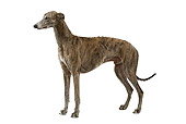 DOG 14 JE0024 01
Greyhound Standing On White Seamless