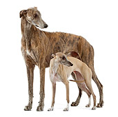DOG 14 JE0026 01
Greyhound And Whippet Standing On White Seamless