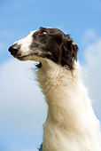 DOG 14 JE0027 01
Head Shot Of Borzoi AKA Russian Wolfhound Against Blue Sky