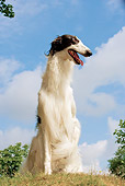 DOG 14 JE0028 01
Borzoi AKA Russian Wolfhound Sitting On Grass Against Blue Sky