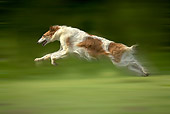 DOG 14 JE0029 01
Borzoi AKA Russian Wolfhound Running On Grass Field