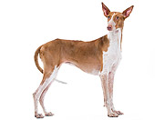 DOG 14 JE0030 01
Canary Warren Hound Standing On White Seamless Profile