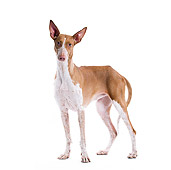 DOG 14 JE0031 01
Canary Warren Hound Standing On White Seamless