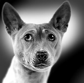 DOG 14 JE0034 01
Head Shot Of Basenji