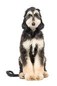 DOG 14 JE0035 01
Afghan Hound Sitting On White Seamless