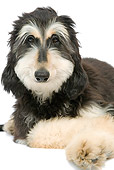 DOG 14 JE0036 01
Portrait Of Afghan Hound Laying On White Seamless