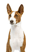 DOG 14 JE0037 01
Portrait Of Basenji Sitting On White Seamless