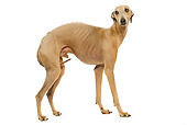 DOG 14 JE0038 01
Italian Greyhound Standing On White Seamless