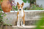 DOG 14 JE0039 01
Basenji Standing On Steps By Pool