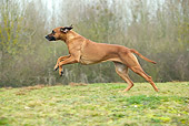 DOG 14 JE0041 01
Rhodesian Ridgeback Running On Grass Field