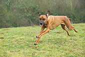 DOG 14 JE0042 01
Rhodesian Ridgeback Running On Grass Field