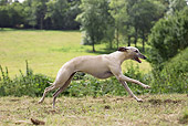 DOG 14 JE0044 01
Whippet Running Through Field Profile