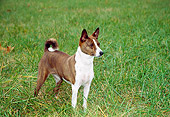 DOG 14 JN0001 01
Basenji Standing On Grass Field