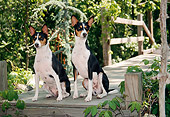 DOG 14 JN0002 01
Two Basenjis Sitting On Wooden Deck In Woods