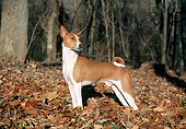 DOG 14 JN0003 01
Basenji Standing In Fallen Leaves In Woods