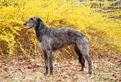 DOG 14 JN0004 01
Scottish Deerhound Standing In Fallen Leaves