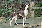 DOG 14 JN0006 01
Italian Greyhound Standing On Wooden Deck