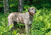 DOG 14 JN0007 01
Irish Wolfhound Standing In Brush