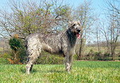 DOG 14 JN0008 01
Irish Wolfhound Standing On Grass Field