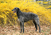 DOG 14 JN0009 01
Scottish Deerhound Standing On Fallen Leaves