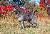 DOG 14 JN0010 01
Scottish Deerhound Standing On Grass By Autumn Leaves