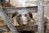 DOG 14 JN0011 01
Scottish Deerhound Peeking Head Through Wooden Fence