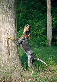DOG 14 JN0012 01
Bluetick Coonhound Barking Up Tree