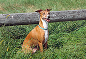 DOG 14 JN0015 01
Italian Greyhound Sitting On Grass By Wooden Fence