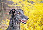 DOG 14 JN0016 01
Head Shot Of Lurcher