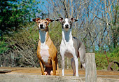 DOG 14 JN0017 01
Two Italian Greyhounds Standing On Wooden Deck