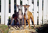 DOG 14 JN0018 01
Two Italian Greyhounds Standing By White Fence
