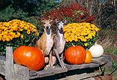 DOG 14 JN0019 01
Two Italian Greyhounds Sitting By Pumpkins And Gold Flowers