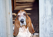DOG 14 JN0020 01
Head Shot Of Basset Hound In Doorway