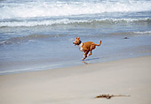 DOG 14 JN0021 01
Basenji Running On Beach