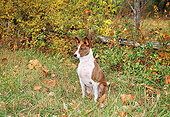 DOG 14 JN0023 01
Basenji Sitting On Grass By Fallen Leaves