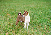 DOG 14 JN0024 01
Basenji Standing On Grass Field
