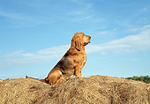 DOG 14 JN0025 01
Bloodhound Sitting On Hay Bale