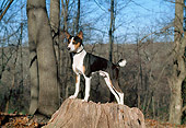 DOG 14 JN0026 01
Basenji Standing On Stump In Woods