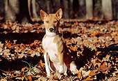 DOG 14 JN0027 01
Basenji Sitting In Fallen Leaves