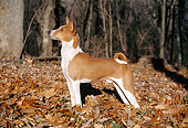 DOG 14 JN0028 01
Basenji Standing In Fallen Leaves In Woods